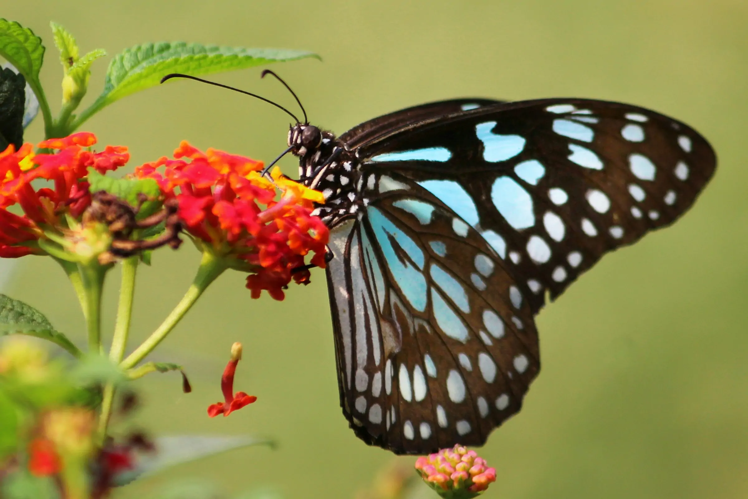 Butterfly on a flower.