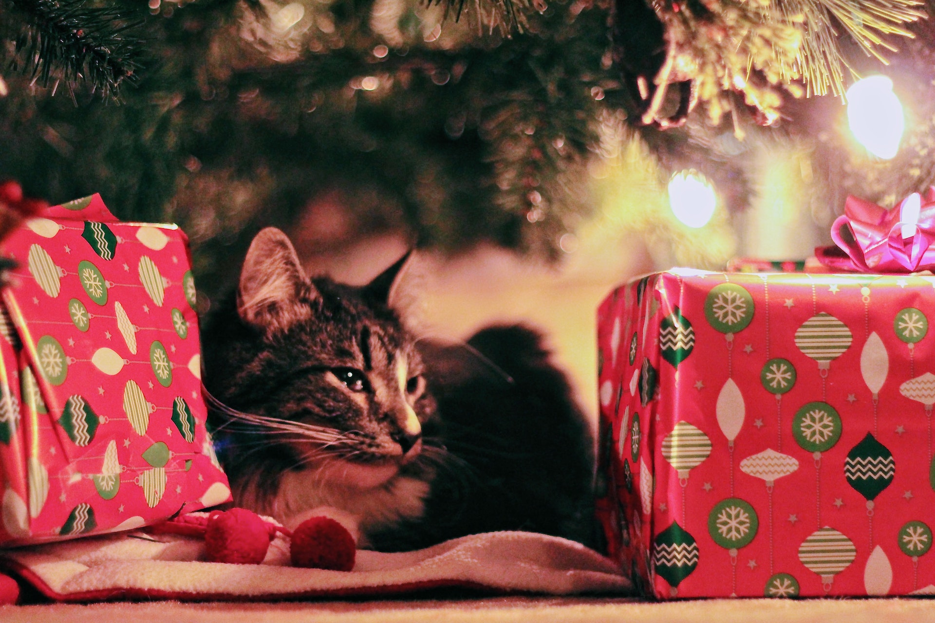 Cat laying by gifts.