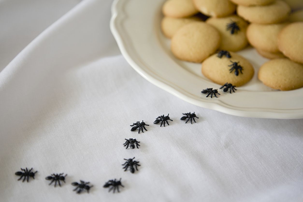 toy insects for april fools.