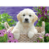 563566_PUPPY-2.jpg