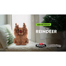 573765_REIND-6.jpg