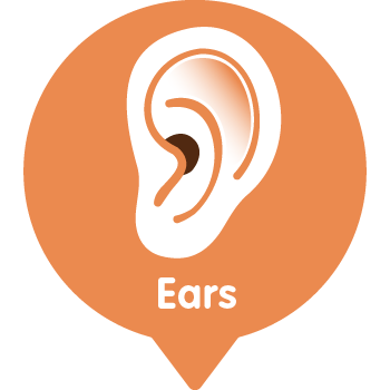 Ears Ears